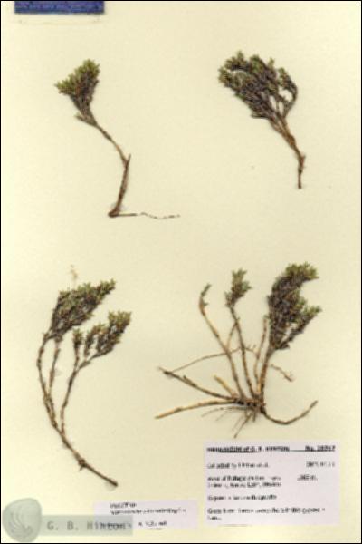 URN_catalog_HBHinton_herbarium_28747.jpg.jpg