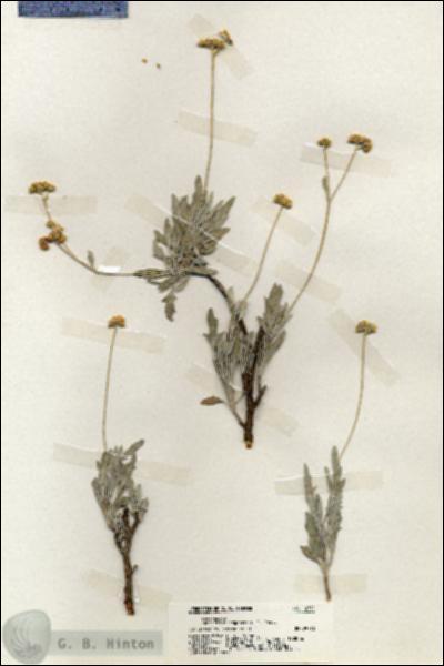URN_catalog_HBHinton_herbarium_19731.jpg.jpg