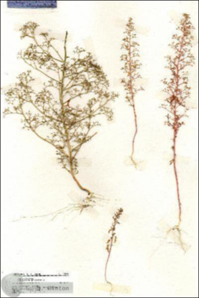 URN_catalog_HBHinton_herbarium_19913.jpg.jpg