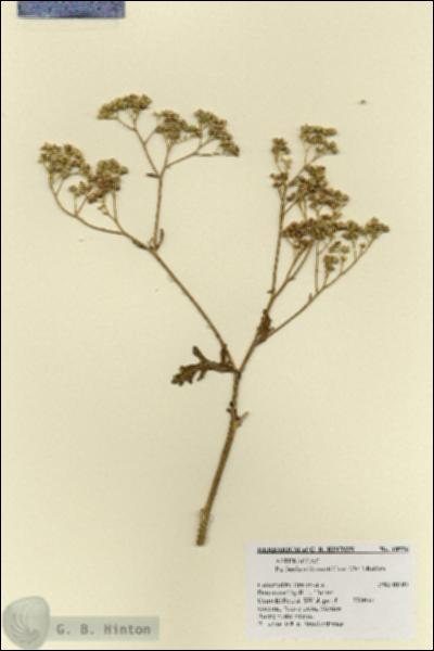 URN_catalog_HBHinton_herbarium_18556.jpg.jpg