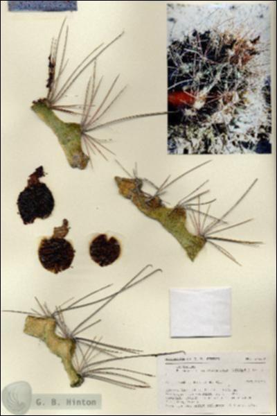 URN_catalog_HBHinton_herbarium_27139.jpg.jpg