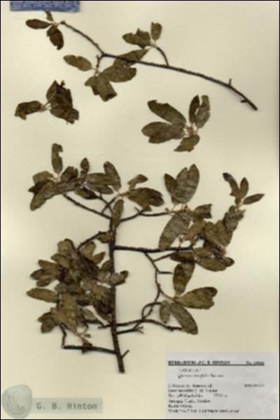 URN_catalog_HBHinton_herbarium_18848.jpg.jpg