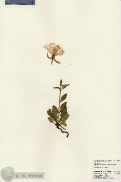 URN_catalog_HBHinton_herbarium_24560.jpg.jpg