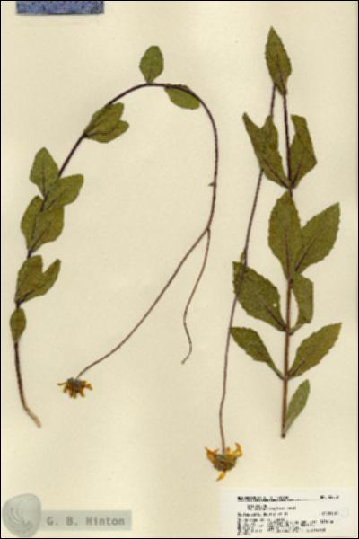 URN_catalog_HBHinton_herbarium_22030.jpg.jpg