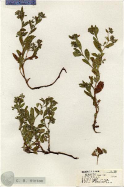 URN_catalog_HBHinton_herbarium_20564.jpg.jpg