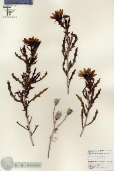 URN_catalog_HBHinton_herbarium_25879.jpg.jpg