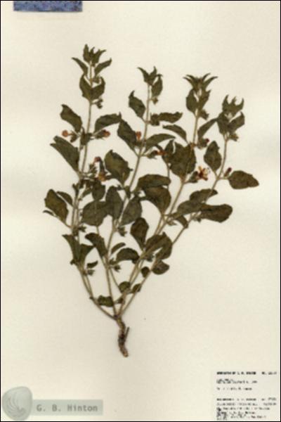 URN_catalog_HBHinton_herbarium_23870.jpg.jpg