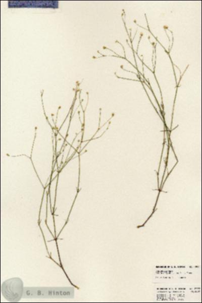 URN_catalog_HBHinton_herbarium_23998.jpg.jpg