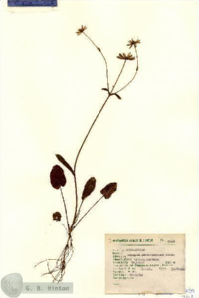 URN_catalog_HBHinton_herbarium_2014.jpg.jpg