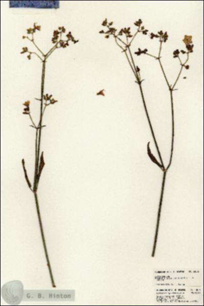 URN_catalog_HBHinton_herbarium_23006.jpg.jpg