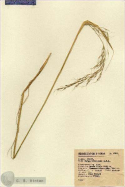 URN_catalog_HBHinton_herbarium_1893.jpg.jpg