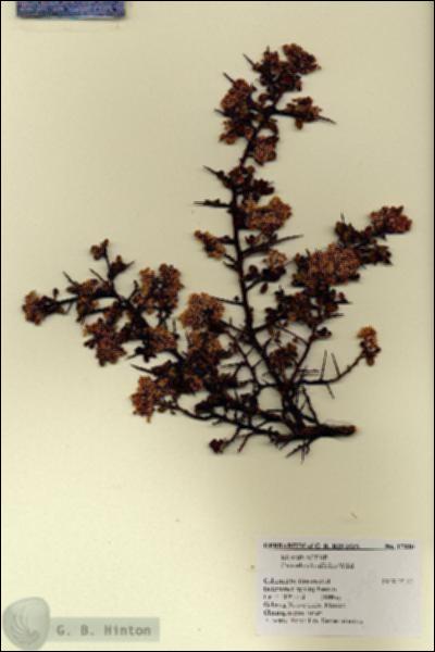 URN_catalog_HBHinton_herbarium_17030.jpg.jpg