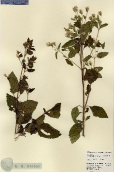 URN_catalog_HBHinton_herbarium_23292.jpg.jpg