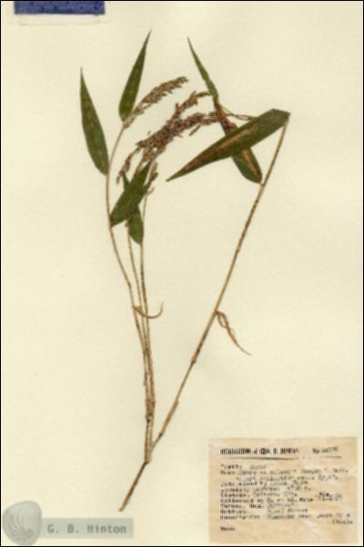 URN_catalog_HBHinton_herbarium_14779.jpg.jpg