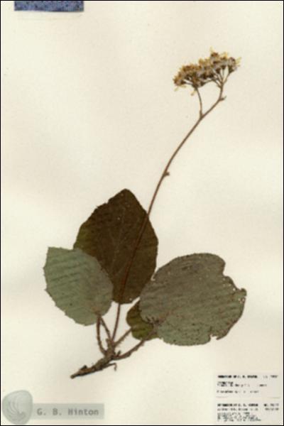 URN_catalog_HBHinton_herbarium_23812.jpg.jpg