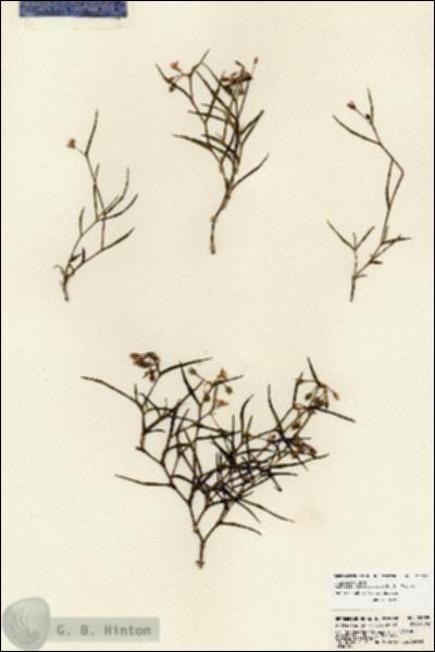 URN_catalog_HBHinton_herbarium_23699.jpg.jpg