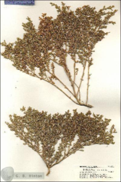 URN_catalog_HBHinton_herbarium_20701.jpg.jpg