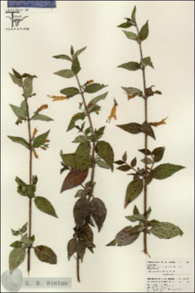 URN_catalog_HBHinton_herbarium_26009.jpg.jpg