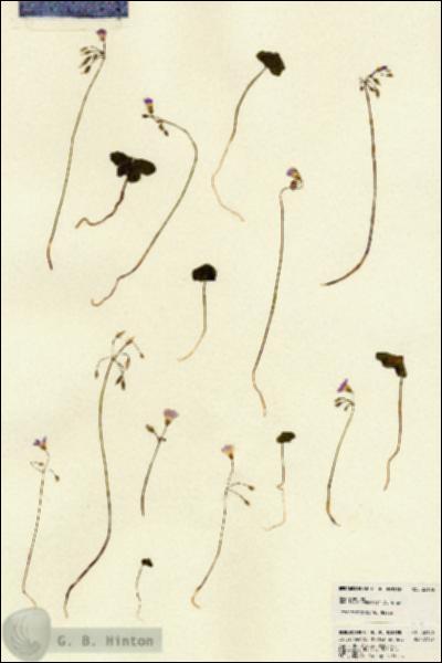 URN_catalog_HBHinton_herbarium_22106.jpg.jpg