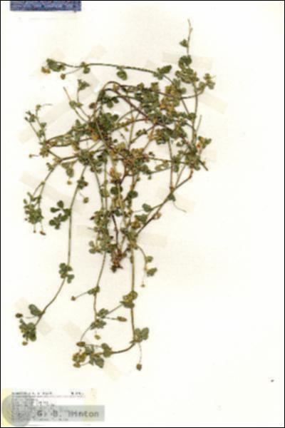 URN_catalog_HBHinton_herbarium_19417.jpg.jpg