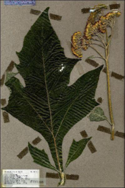 URN_catalog_HBHinton_herbarium_19520.jpg.jpg