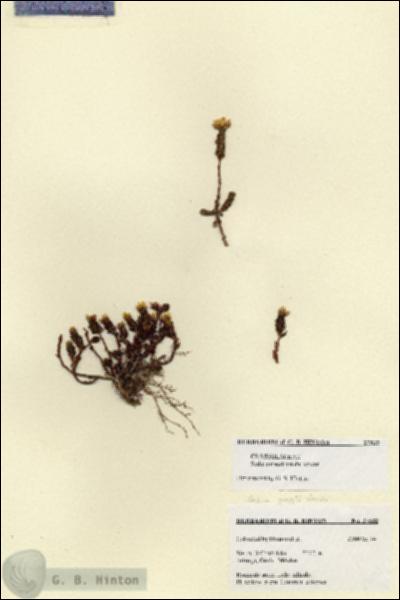 URN_catalog_HBHinton_herbarium_27532.jpg.jpg
