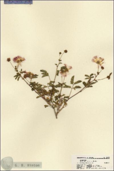URN_catalog_HBHinton_herbarium_21498.jpg.jpg