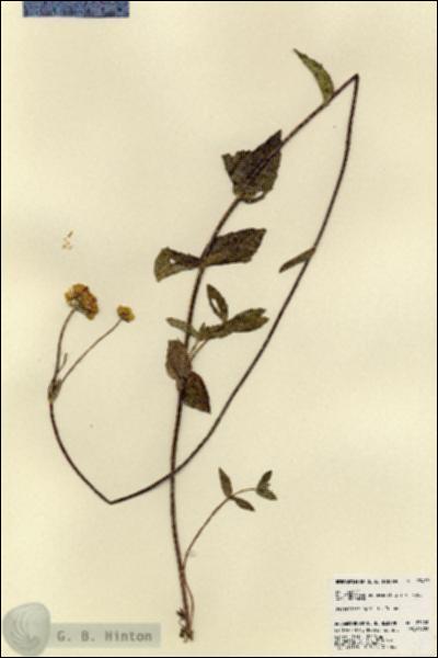 URN_catalog_HBHinton_herbarium_23452.jpg.jpg
