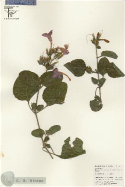 URN_catalog_HBHinton_herbarium_25650.jpg.jpg