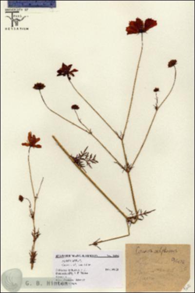 URN_catalog_HBHinton_herbarium_9606.jpg.jpg