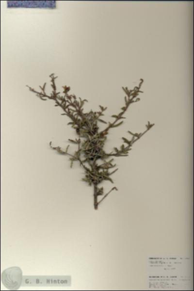 URN_catalog_HBHinton_herbarium_25959.jpg.jpg