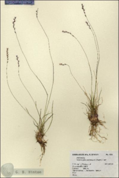 URN_catalog_HBHinton_herbarium_4231.jpg.jpg