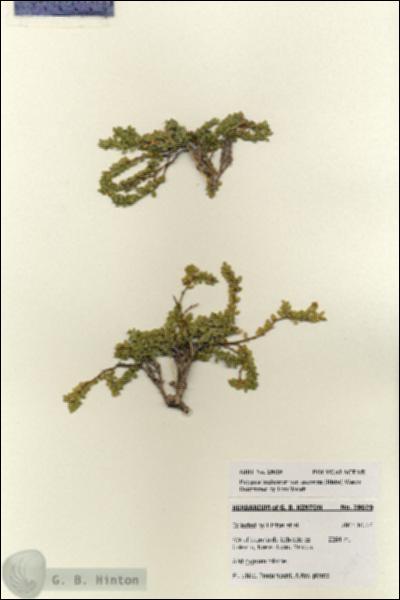URN_catalog_HBHinton_herbarium_28029.jpg.jpg