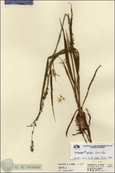 URN_catalog_HBHinton_herbarium_23307.jpg.jpg