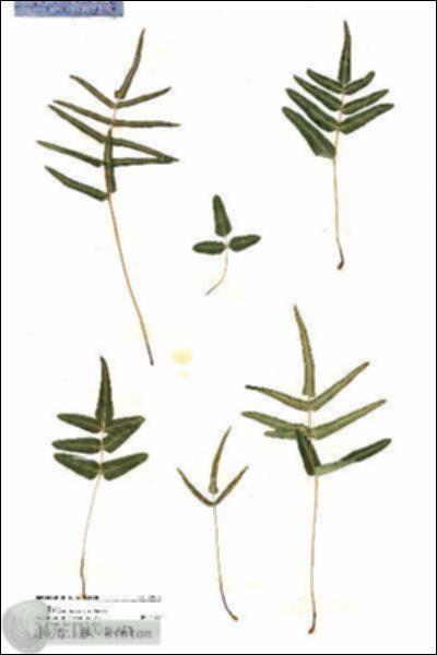URN_catalog_HBHinton_herbarium_20008.jpg.jpg