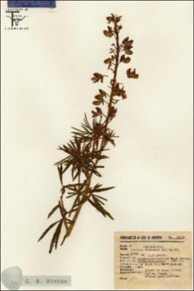 URN_catalog_HBHinton_herbarium_11932-1.jpg.jpg