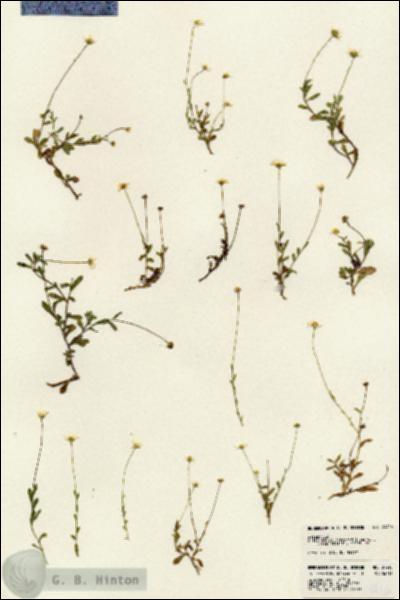 URN_catalog_HBHinton_herbarium_24416.jpg.jpg