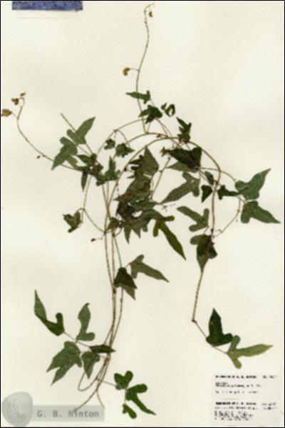 URN_catalog_HBHinton_herbarium_23421.jpg.jpg