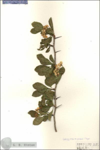 URN_catalog_HBHinton_herbarium_25277.jpg.jpg