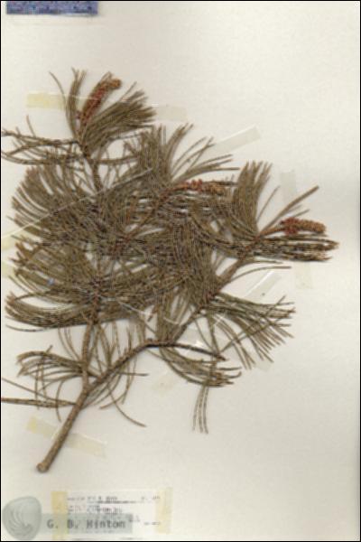 URN_catalog_HBHinton_herbarium_17112.jpg.jpg