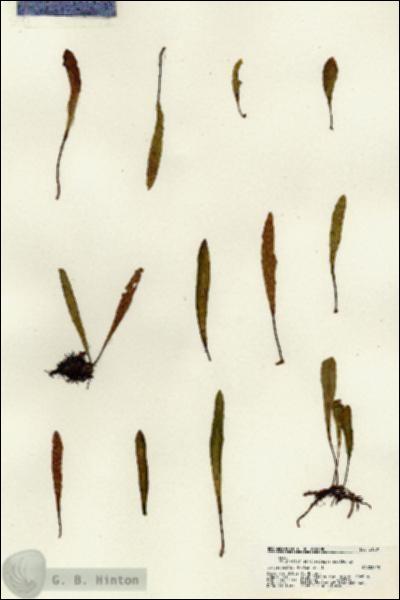 URN_catalog_HBHinton_herbarium_21301.jpg.jpg