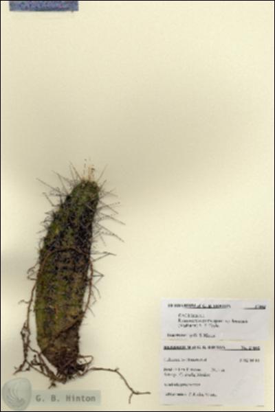 URN_catalog_HBHinton_herbarium_27802.jpg.jpg
