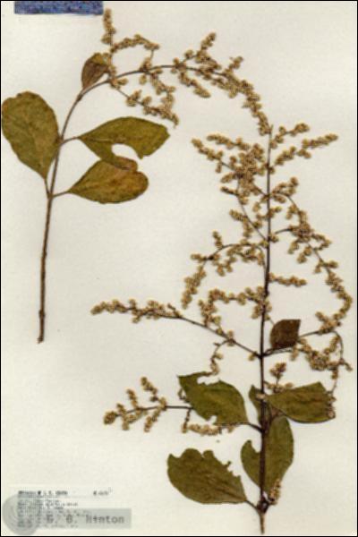 URN_catalog_HBHinton_herbarium_18124.jpg.jpg