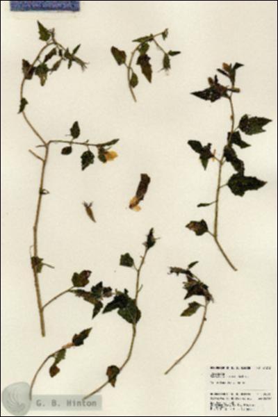 URN_catalog_HBHinton_herbarium_24213.jpg.jpg