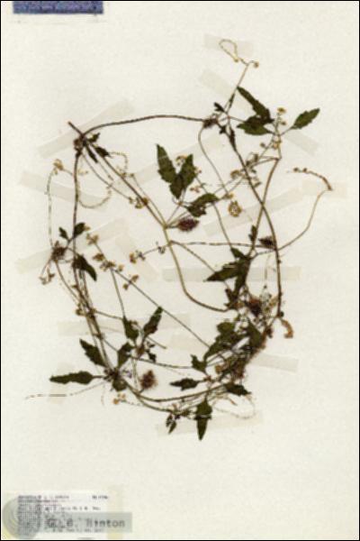 URN_catalog_HBHinton_herbarium_19246.jpg.jpg
