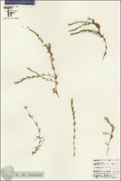 URN_catalog_HBHinton_herbarium_25440.jpg.jpg