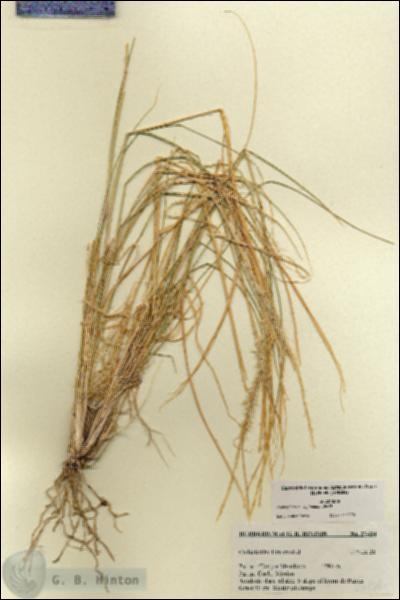 URN_catalog_HBHinton_herbarium_27434.jpg.jpg