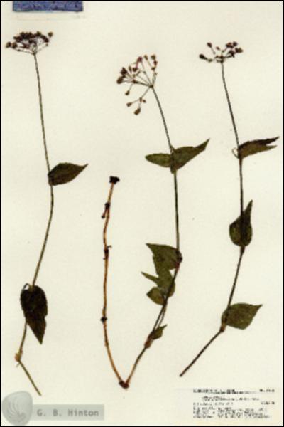 URN_catalog_HBHinton_herbarium_21286.jpg.jpg