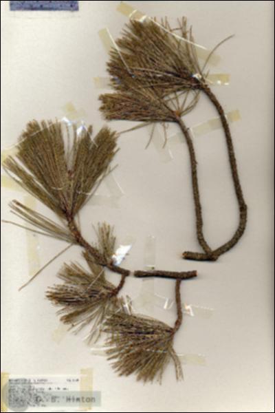 URN_catalog_HBHinton_herbarium_19395.jpg.jpg