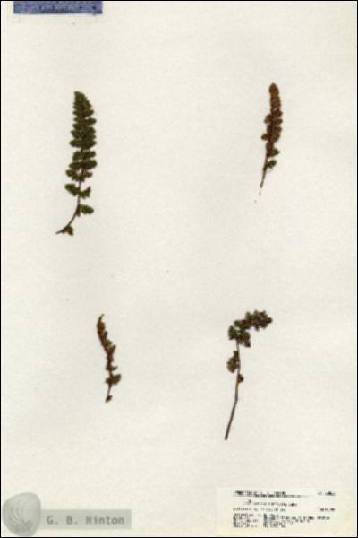 URN_catalog_HBHinton_herbarium_20853.jpg.jpg